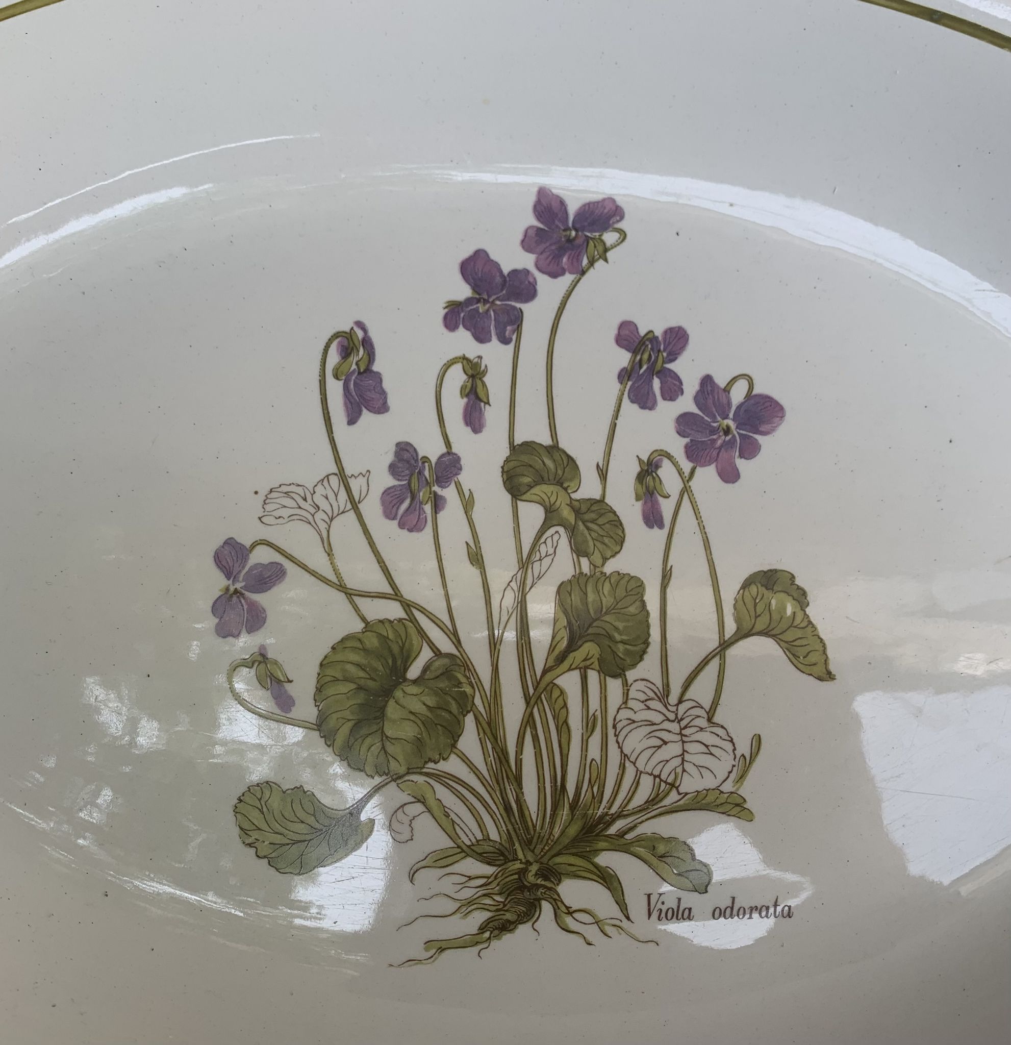 Serving dish in earthenware herbarium model, viola odorata mill of wolves orchies france vintage