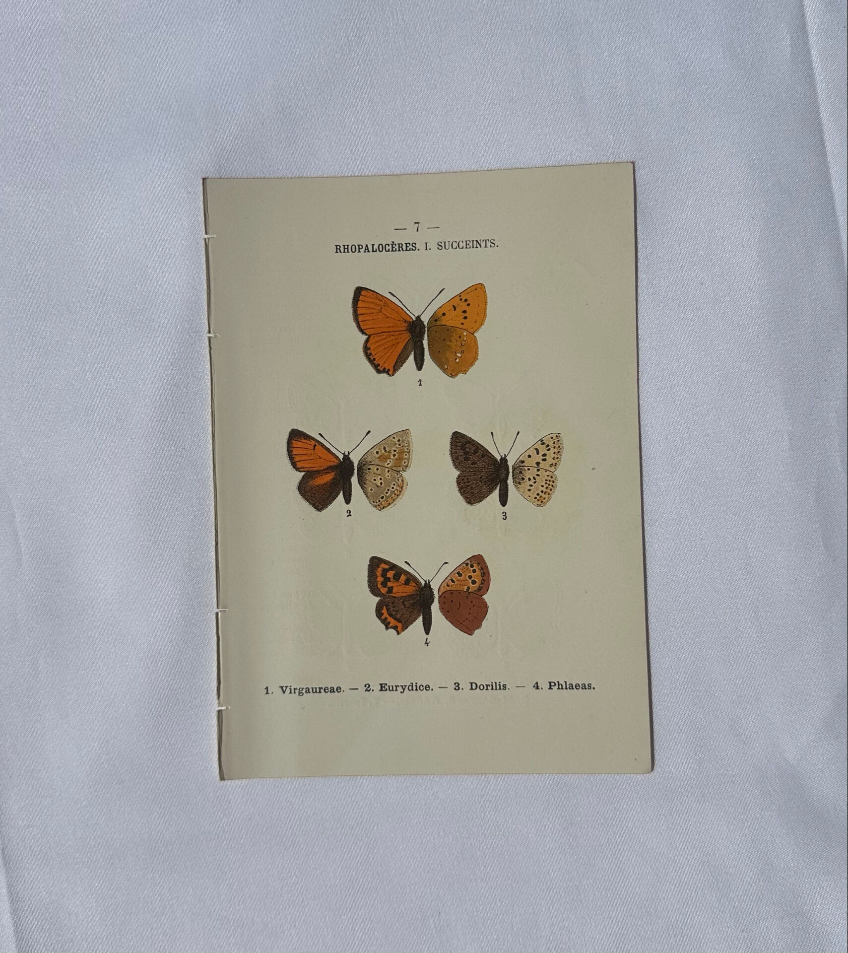 Planche Botanique Gravure Papillon naturaliste ancienne 19eme