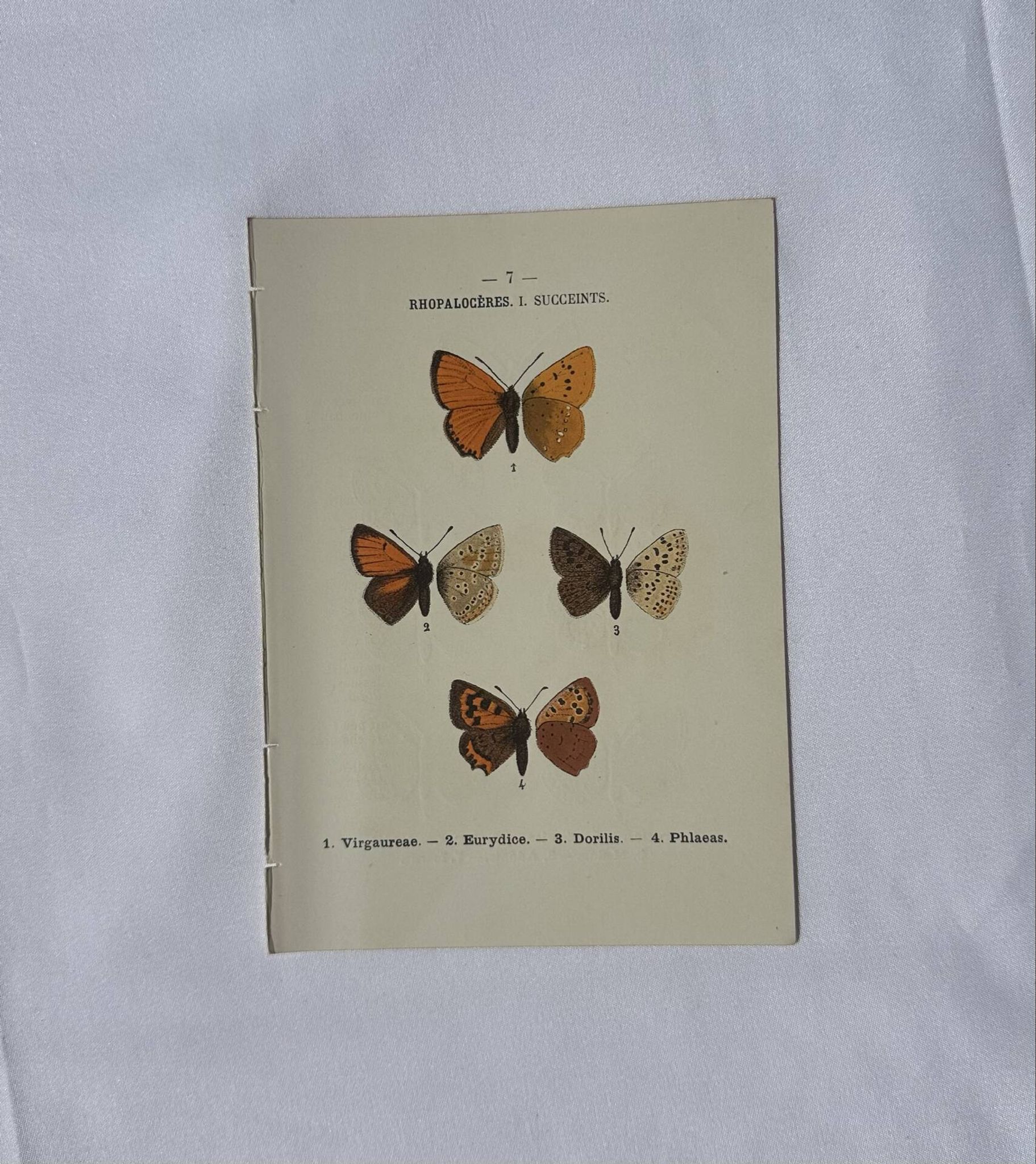 🦋 Botanical Plate Engraving of a Butterfly, 19th Century Naturalist