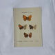 Planche Botanique Gravure Papillon naturaliste ancienne 19eme