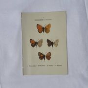 🦋 Botanical Plate Engraving of a Butterfly, 19th Century Naturalist