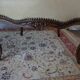 Pair of Louis XV armchairs