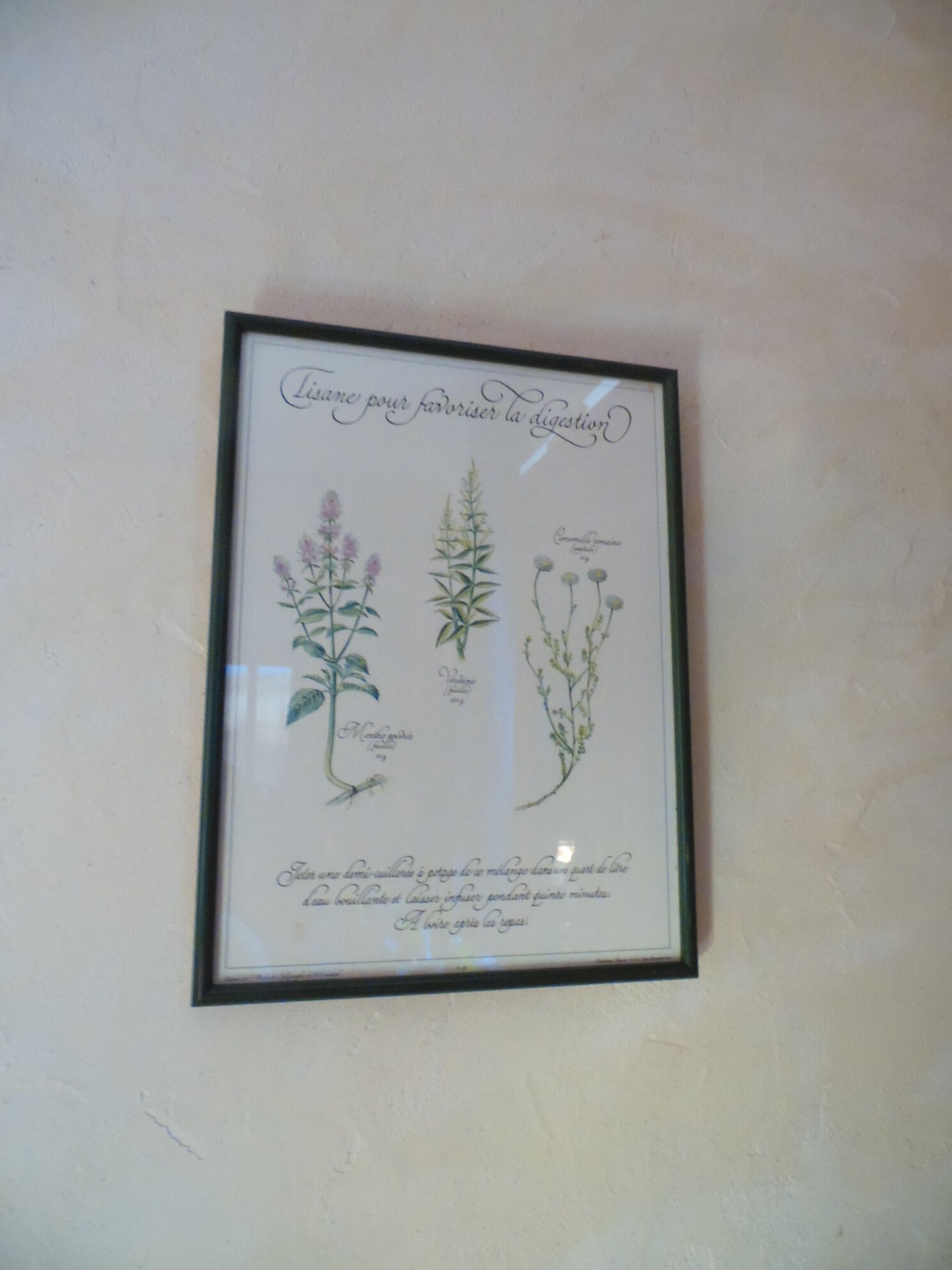 Botanical plate tisane for digestion, 1982 C Michaut