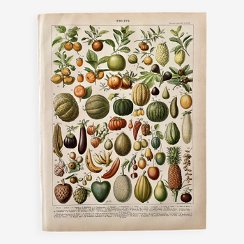 Lithographie sur les fruits (abricot) - 1900