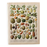 Lithograph on fruits (apricot) - 1900