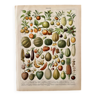 Lithographie sur les fruits (abricot) - 1900