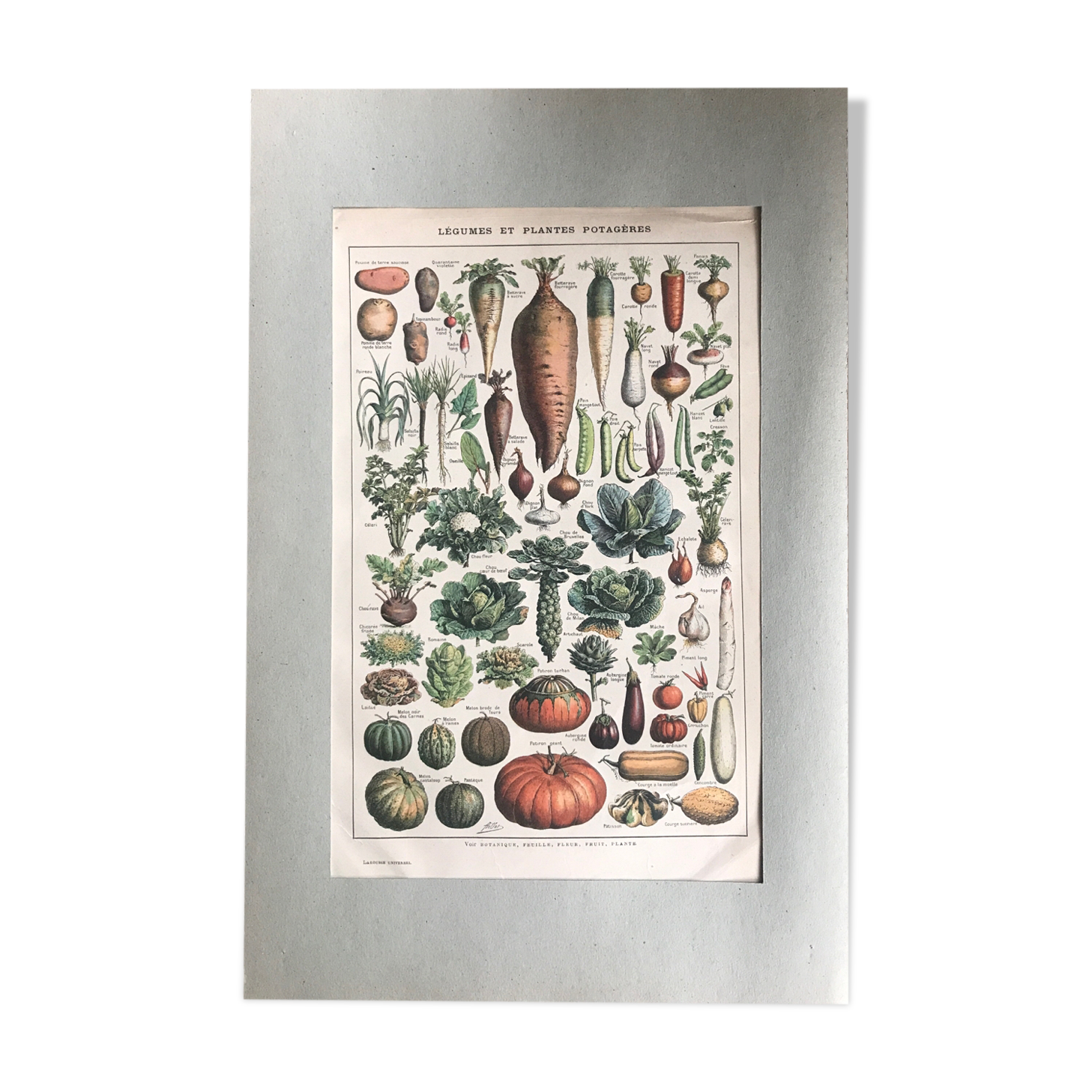 Planche vintage originale légumes