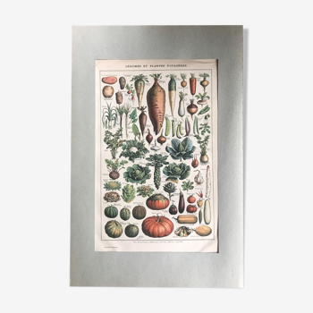 Planche vintage originale légumes