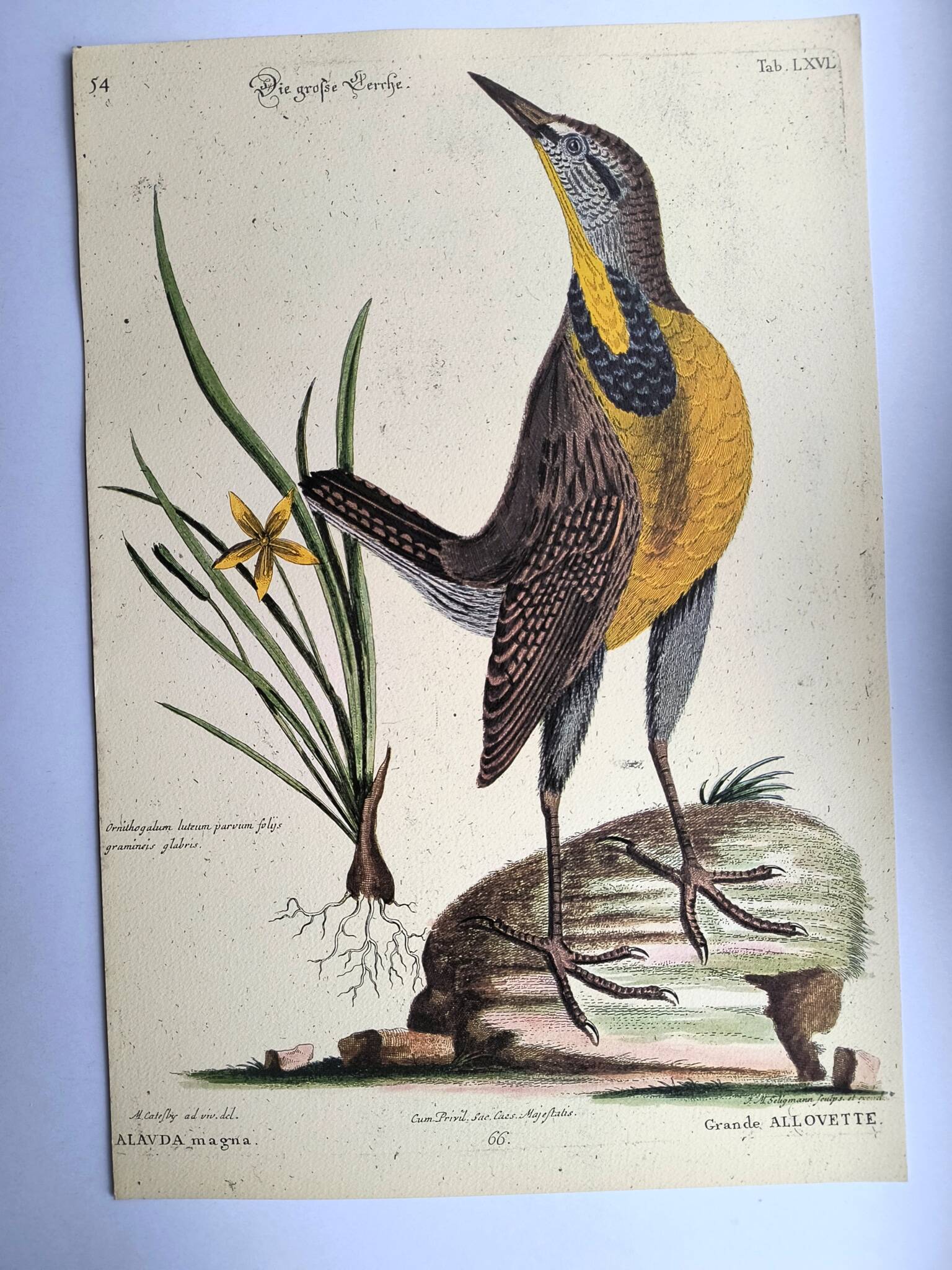 Old bird engraving - Great Lark - Zoological plate by Seligmann