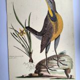 Old bird engraving - Great Lark - Zoological plate by Seligmann