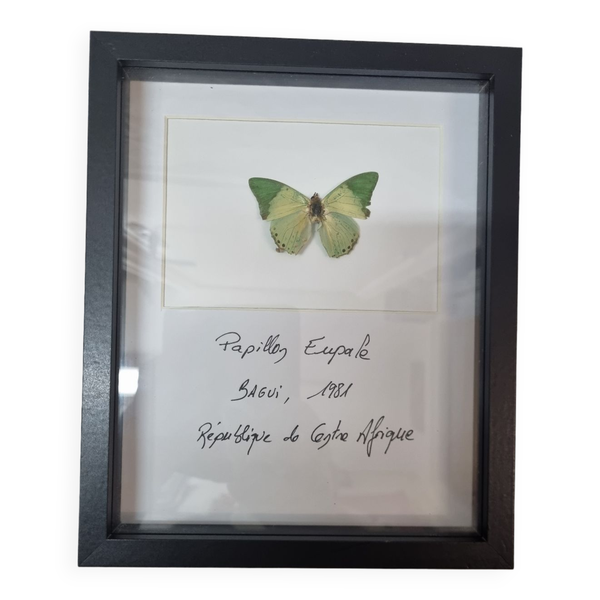 Stuffed butterfly Eupale, 1980