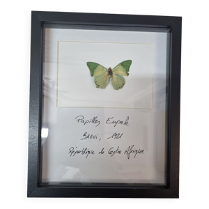 papillon naturalisé
