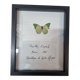 Stuffed butterfly Eupale, 1980