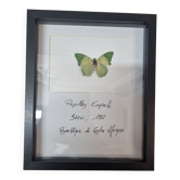 Papillon naturalisé Eupale, 1980