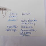 Set of 6 herbarium boards No.4