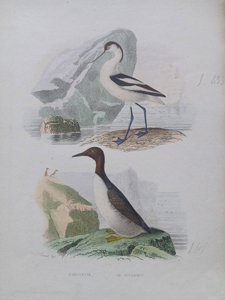 Poster - 19th century zoological engraving - avocet and guillemot