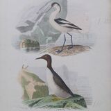 Poster - 19th century zoological engraving - avocet and guillemot