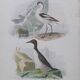 Poster - 19th century zoological engraving - avocet and guillemot