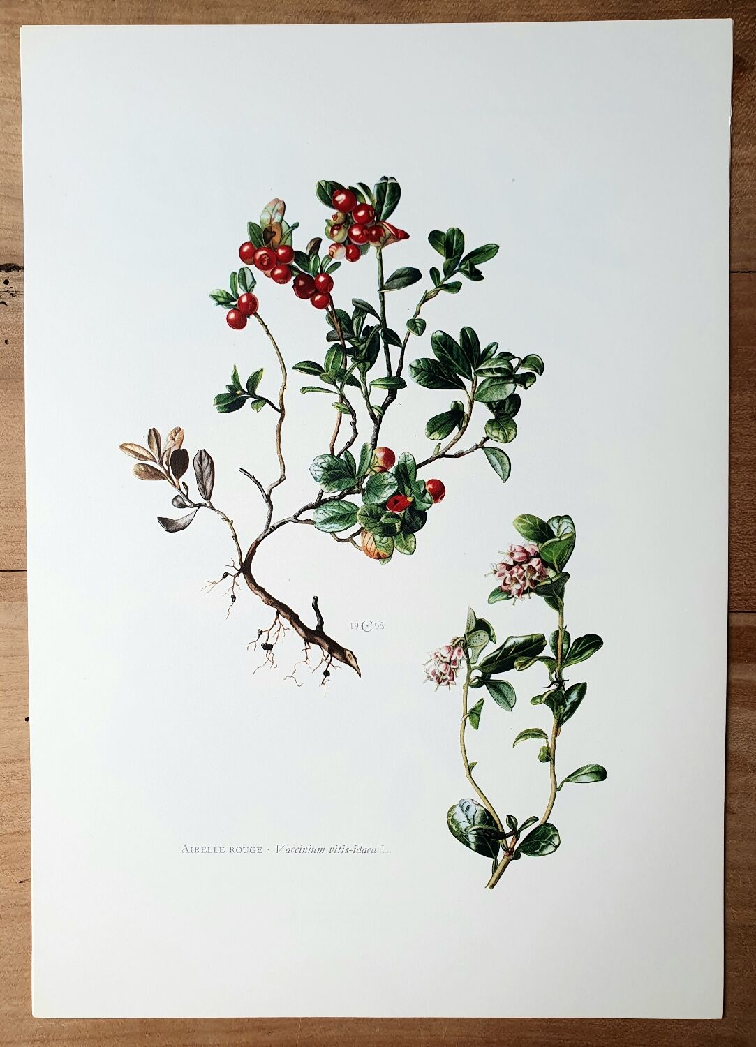 Botanical board Lingonberry red