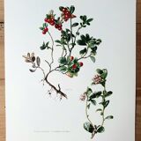 Botanical board Lingonberry red