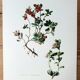 Botanical board Lingonberry red