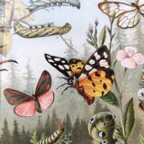 Zoological engraving from 1909 - Butterflies and insects - Old German print