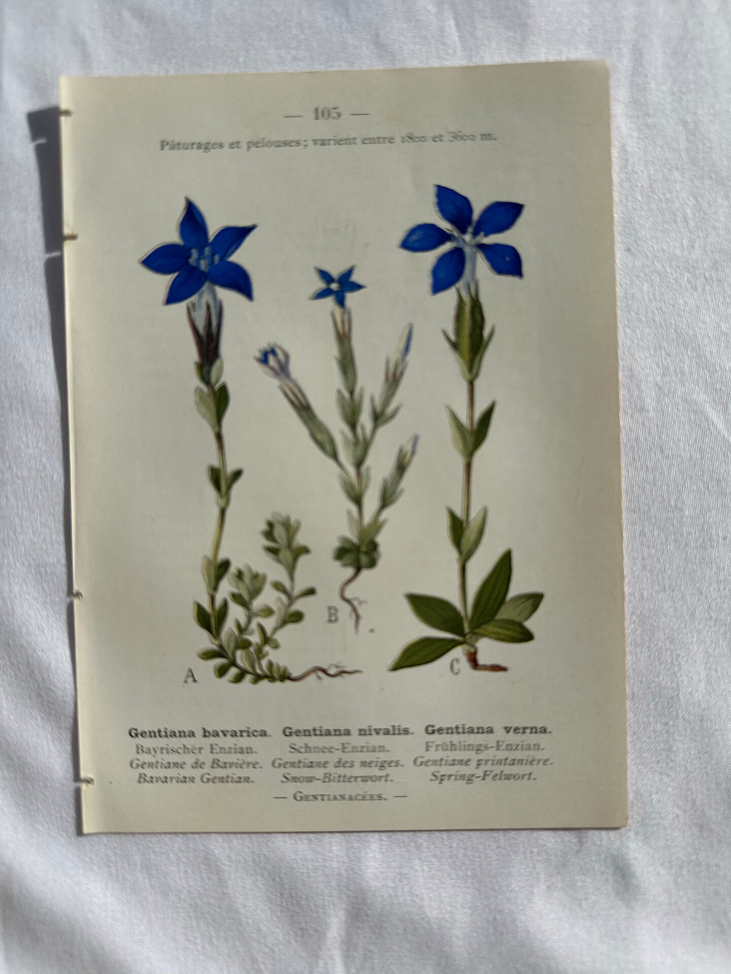 Naturalist Plate – 19th Century Botanical Engraving, Double-Sided