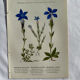 Naturalist Plate – 19th Century Botanical Engraving, Double-Sided