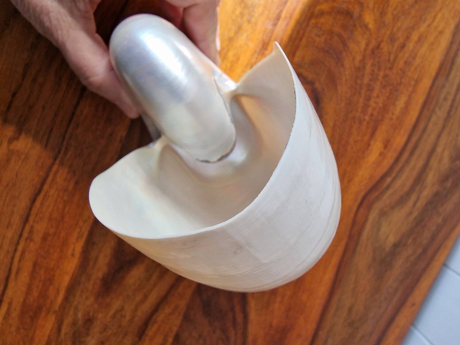 Nautilus Mother-of-pearl shell Nautilus