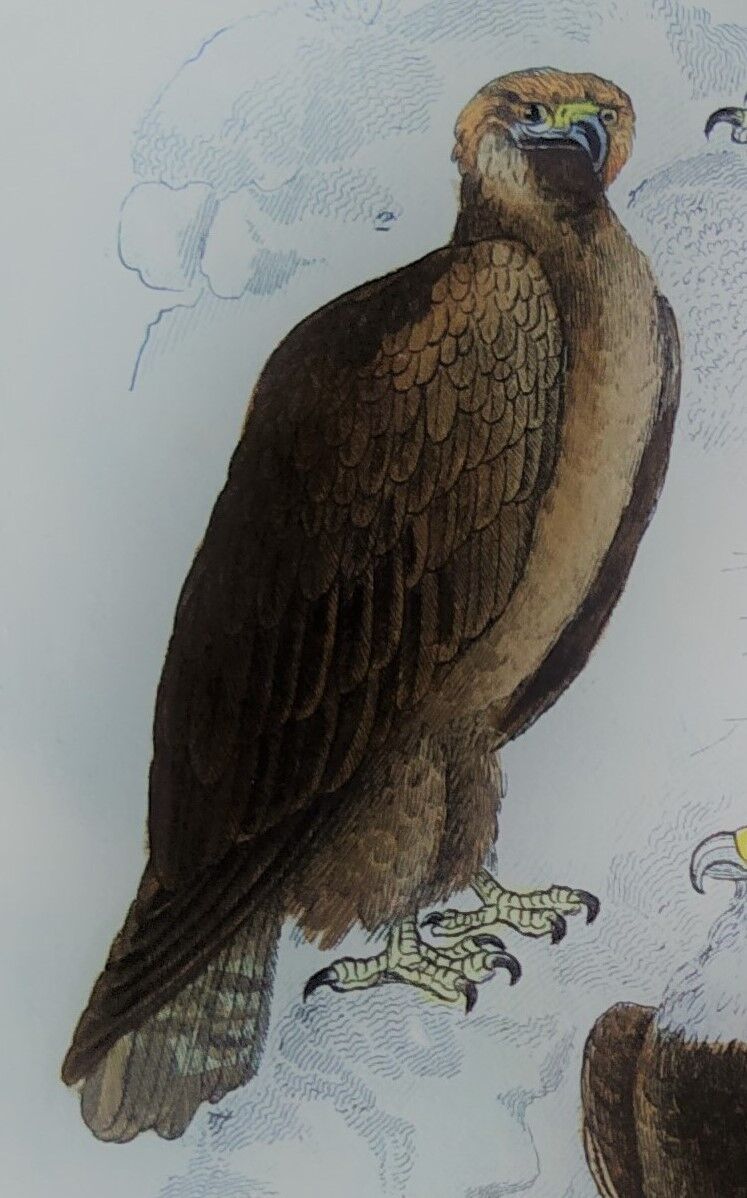 Original ornithological plate "Eagle - Common Eagle - &c..." Buffon 1836