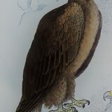 Original ornithological plate "Eagle - Common Eagle - &c..." Buffon 1836
