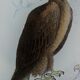Planche ornithologique originale " Aigle - Aigle commun - &c... " Buffon 1836