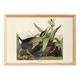 Poster about the Green Heron, based on an old engraving from 1827.