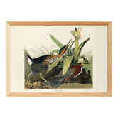 Poster about the Green Heron, based on an old engraving from 1827.