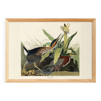 Poster about the Green Heron, based on an old engraving from 1827.
