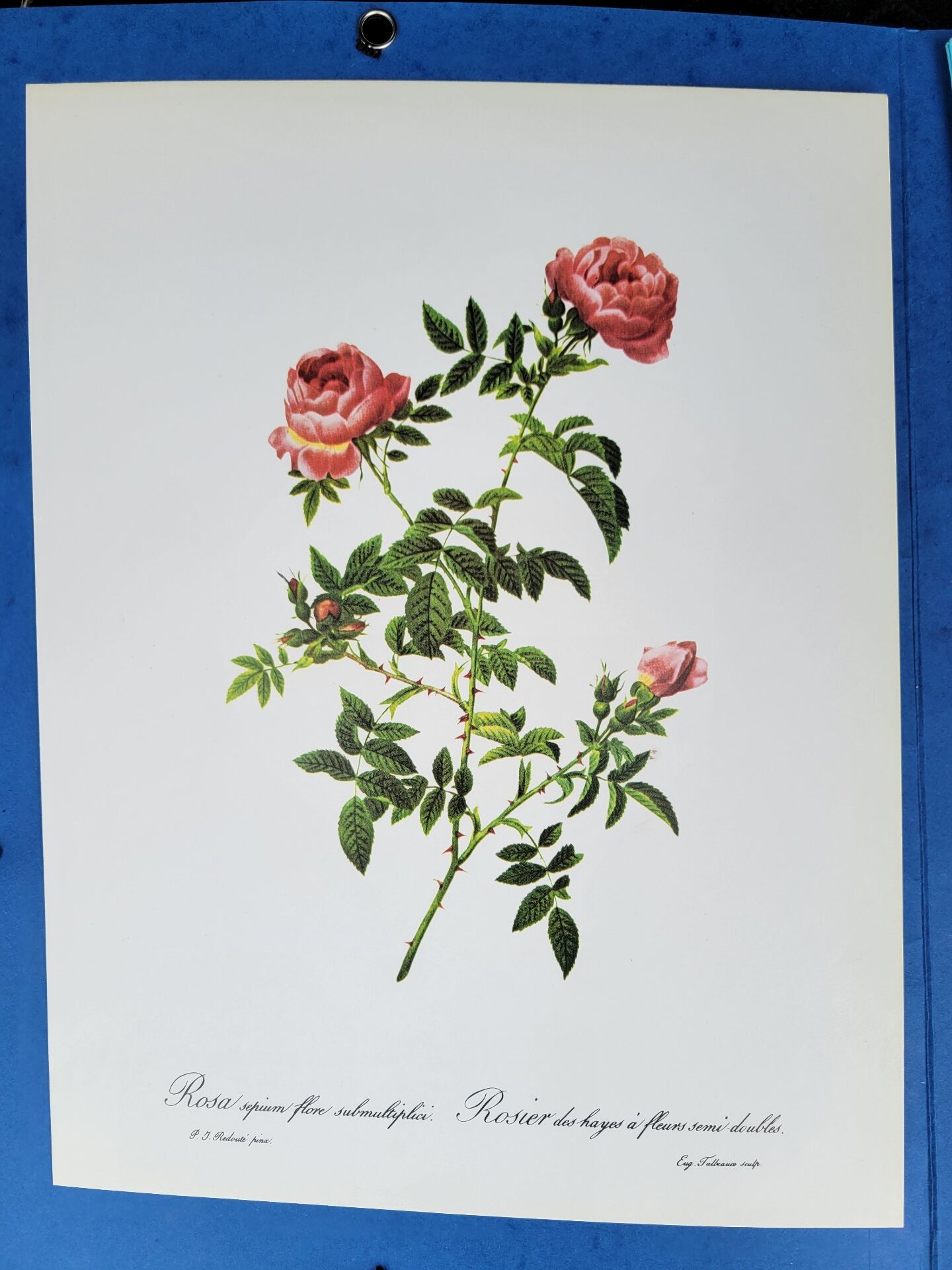 Planche botanique Rose des Hayes, P. J Redouté 1960