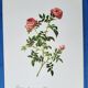 Planche botanique Rose des Hayes, P. J Redouté 1960