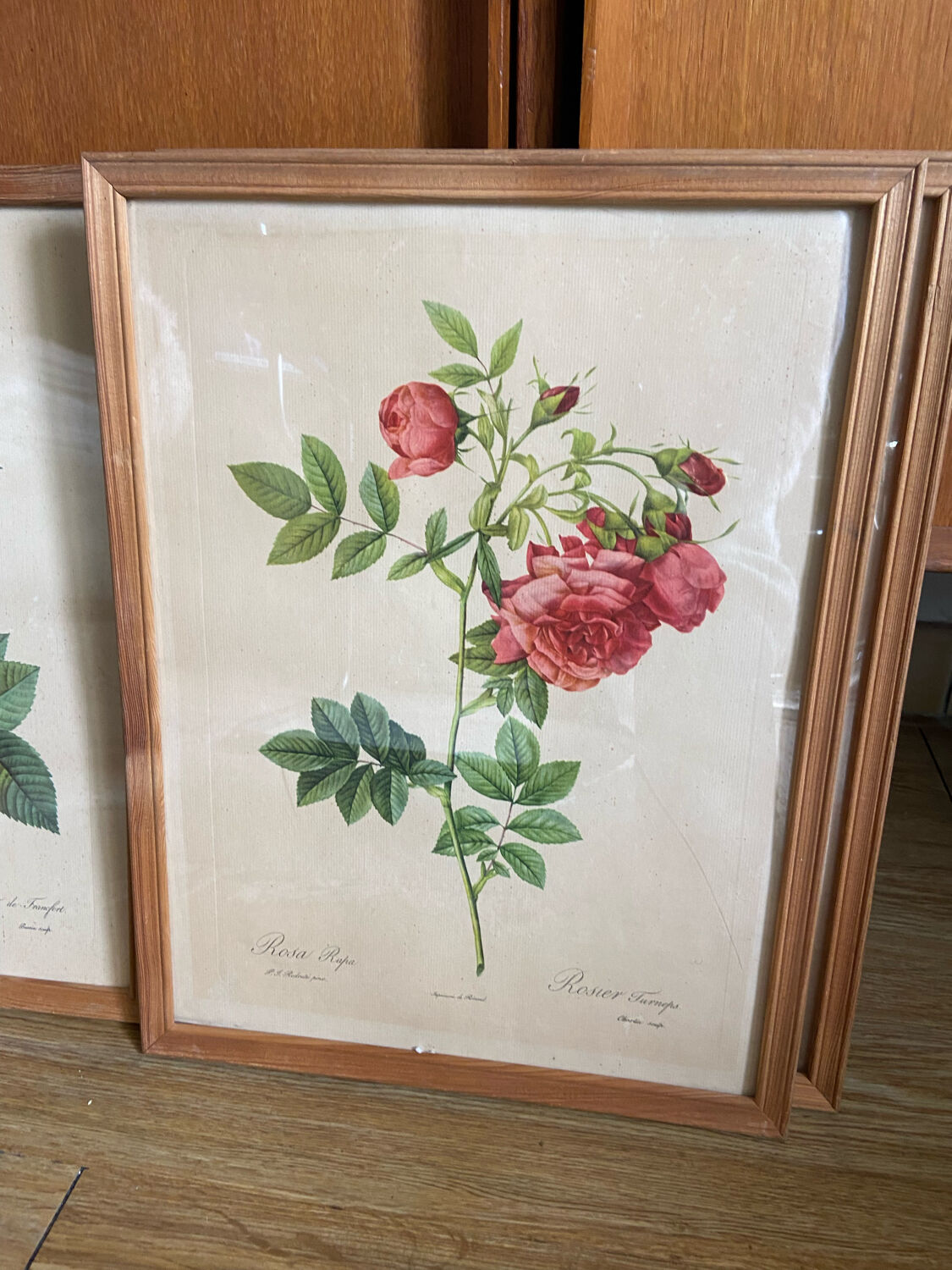 Trio of ancient botanical posters