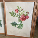 Trio of ancient botanical posters