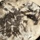 Very large empty pocket or dish in petrified wood