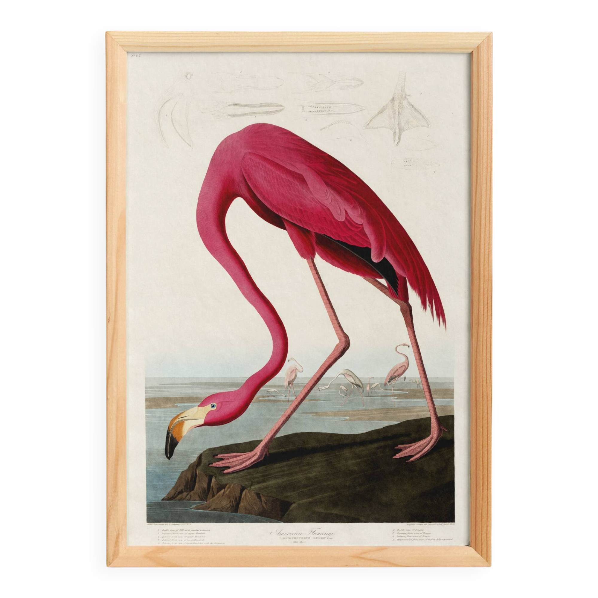 Poster about the flamingo, based on an old engraving from 1827.