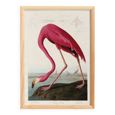 Affiche sur le flamant rose, d’après une gravure ancienne de 1827.