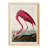 Poster about the flamingo, based on an old engraving from 1827.