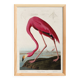 Poster about the flamingo, based on an old engraving from 1827.
