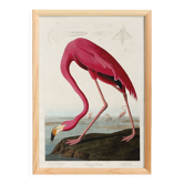 Affiche sur le flamant rose, d’après une gravure ancienne de 1827.