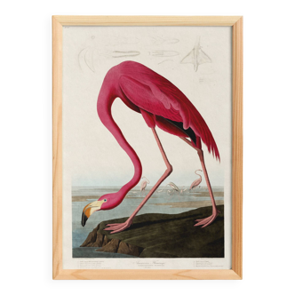Poster about the flamingo, based on an old engraving from 1827.