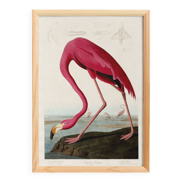 Poster about the flamingo, based on an old engraving from 1827.