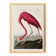 Poster about the flamingo, based on an old engraving from 1827.
