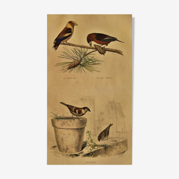 Ornithological board "The Big Bec - the Crusader Beak - the Sparrows" Buffon1838