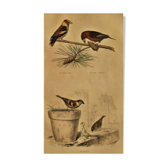 Planche ornithologique "le Gros Bec - le Bec Croisé - les Moineaux" Buffon1838